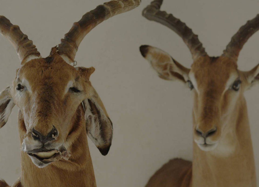 Animus Animalis (a story about People, Animals and Things)
