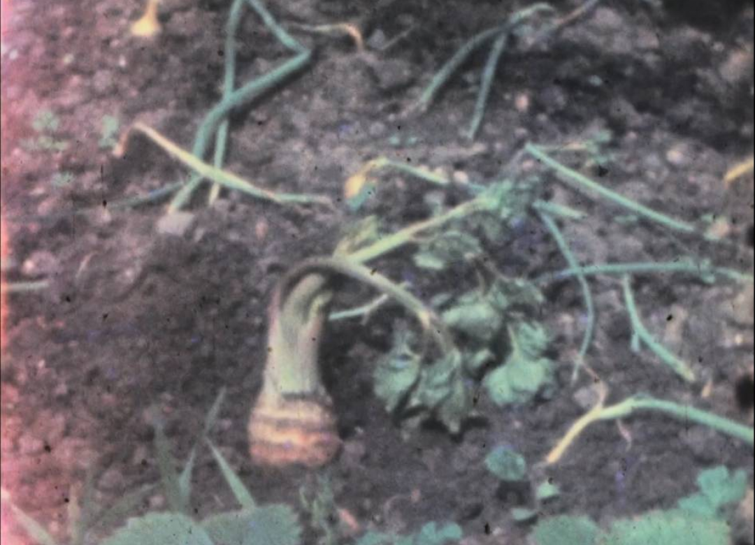 Rutabaga