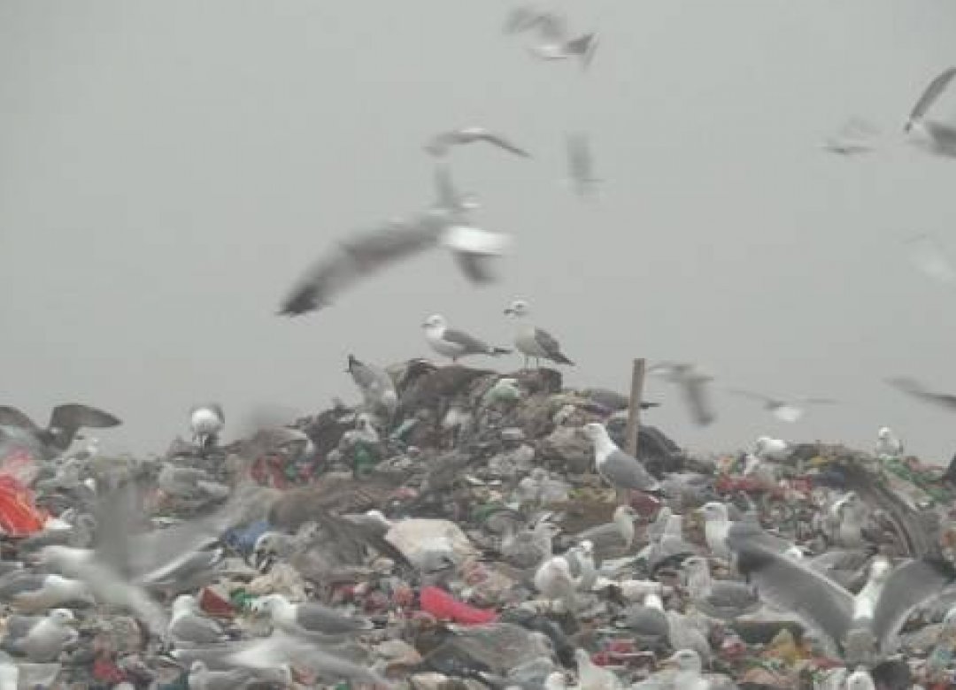 White Trash