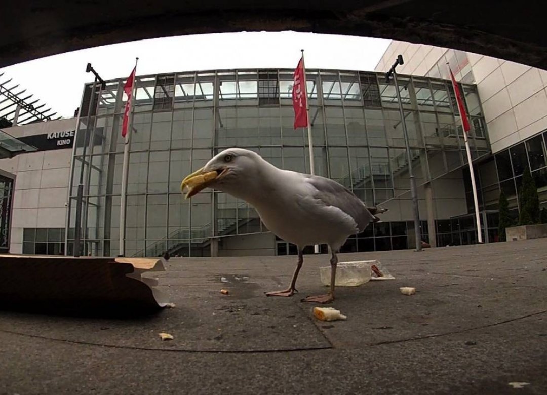 The Gull Theorem